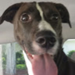 Meet your Posher, Biscuit